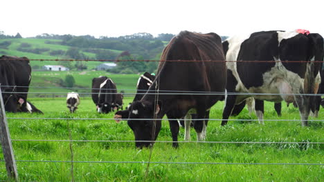 Close-up-gimbal-shot-of-cows-grazing-outdoors,-New-Zealand