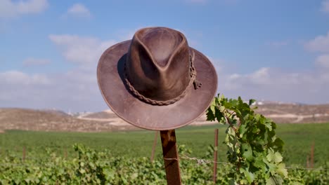 Cowboy-Hat-On-A-Sunny-Vineyard-In-Countryside