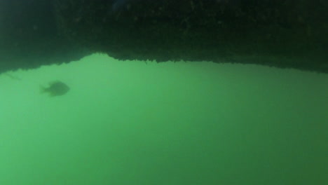 Gruppe-Von-Bluegill-Fischen-In-Unterwasseransicht,-Futter-Von-Kleinen-Semmelbröseln