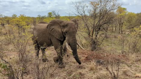 Simbabwe-Afrika-Wilder-Elefant-Zuckt-Mit-Den-Achseln-Wut-Warnende-Gefahr-Safari-Busch-Nahaufnahme-Signal