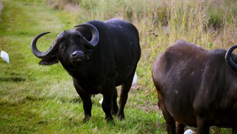Huge-Wild-Buffalo-With-Large-Horns-Standing-Peacefully-In-Nature