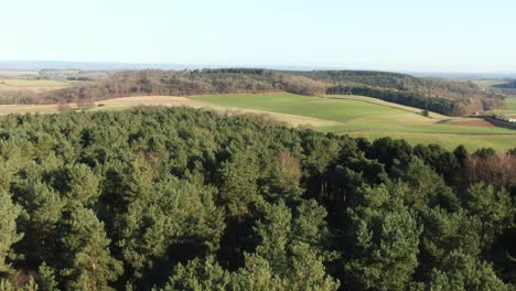 Parallax-drone-reveal-of-english-countryside-hills-over-a-green-forrest-of-conifer-christmas-trees-on-sunny-winter-morning