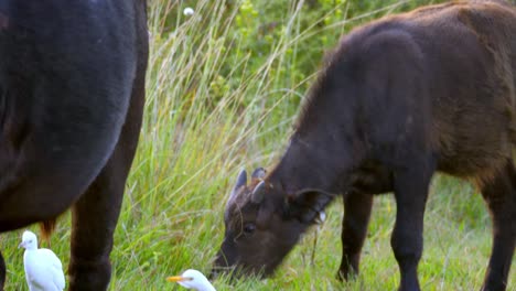 Der-Schwarze-Büffel,-Der-Das-Gras-Kaut.-Videos-Von-Säugetieren