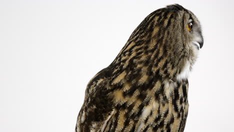 Eurasian-eagle-owl-cooing---side-profile-against-white-background