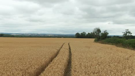 Drone-flying-low-over-barley-field-on-overcast-day-with-tractor-tracks-through-the-middle-of-the-field