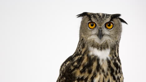 Eurasian-eagle-owl-turns-around-to-look-directly-into-camera---close-up-on-face