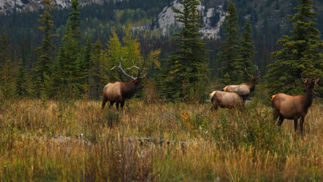 Zwei-Große-Rocky-Mountain-Bullenelche-Mit-Einer-Gruppe-Von-Kühen-In-Alberta,-Kanada
