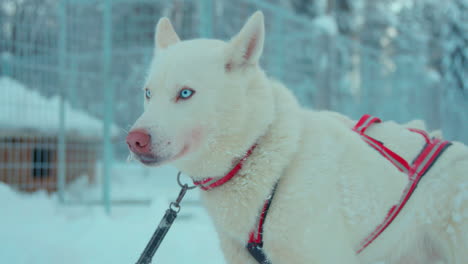 Weißer-Husky-hundeführer-Im-Geschirr-Wartet-Vor-Schneebedecktem-Metallzaun