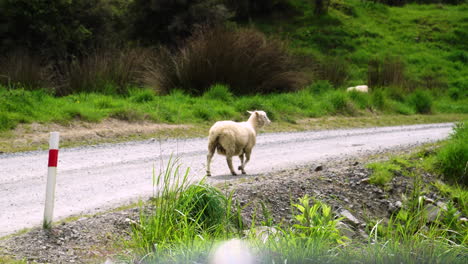Verlorene-Schafe,-Die-Allein-Auf-Der-Straße-Wandern