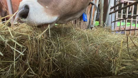 Closeup-indoor-low-angle-pov-of-cow-eating-hay-in-farm-with-head-through-metal-fence