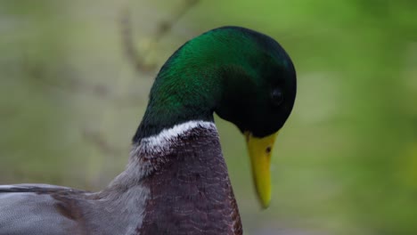 Mallard-Duck-Preening-at-Pond---head-close-up-in-Slow-motion