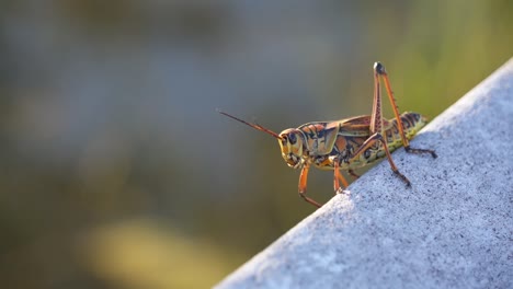 Colorful-Orange-spotted-Eastern-Lubber-Grasshopper-on-wooden-board-in-Everglades-National-Park