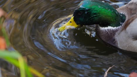 A-male-mallard-duck-puts-its-head-underwater-and-searches-for-food---close-up
