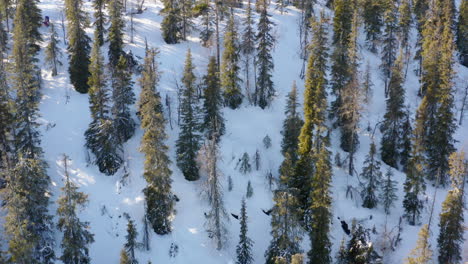 Birdseye-Luftaufnahme-über-Dem-Alpinen-Waldwald-Von-Norbotten,-Der-Sich-über-Die-Berglandschaft-Des-Polarkreises-Nach-Oben-Neigt