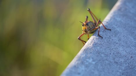 Eastern-Lubber-Giant-Grasshopper-walking-on-railing-in-Everglades-National-Park