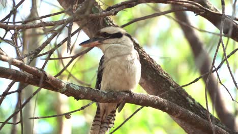 Close-up-shot-of-an-Australian-native-bird-species,-laughing-kookaburra,-dacelo-novaeguineae-spotted-perching-still-on-the-tree-branch-in-the-wild