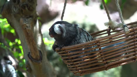 Close-up-shot-of-a-little-common-marmoset,-callithrix-jacchus-sitting-on-a-swinging-bamboo-basket,-curiously-wondering-around-the-environment,-animal-species-native-to-South-America