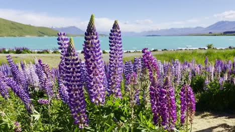 Blooming-purple-lupins-in-slow-motion-at-lakeshore-of-Lake-Tekapo