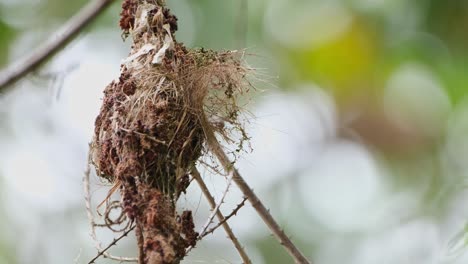 A-nest-hanging-then-the-parent-bird-arrives-to-feed-the-eager-nestlings-then-it-flies-away,-Olive-backed-Sunbird-Cinnyris-jugularis,-Thailand
