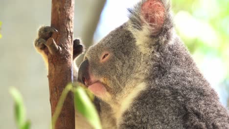 Close-up-shot-of-a-chill-koala,-phascolarctos-cinereus-clinging-on-to-a-eucalyptus-tree-with-its-eyes-half-closed,-grooming-and-scratching-its-fluffy-fur-with-its-back-foot-in-bright-daylight