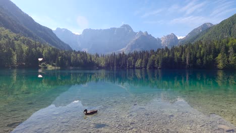 Alpine-Lake-with-crystal-clear-waters-with-a-duck-in-the-italian-Alps