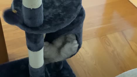 Cute-persian-cat-playing-with-her-toy-on-cat-tower