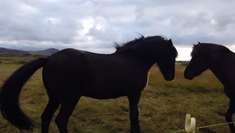Two-black-horses-interacting-in-a-meadow-enclosure-under-a-overcast-sky-in-Iceland-countryside