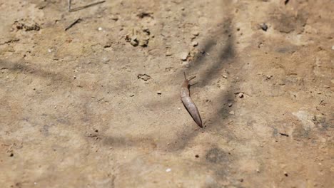 Slug-moving-on-a-very-dry-ground