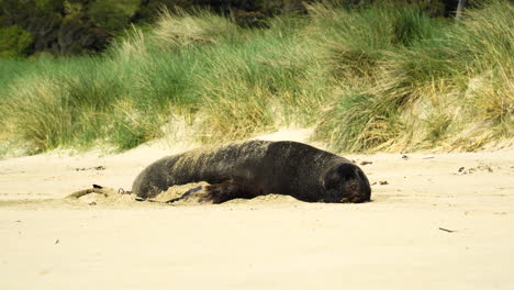 Sea-lion-resting-on-beach-sand-in-sunny-day,-New-Zealand
