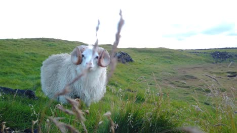 Verfolgen-Sie-Ein-Isländisches-Schaf-Hinter-Dem-Gras,-Das-In-Der-üppig-Grünen-Wiesenlandschaft-Steht