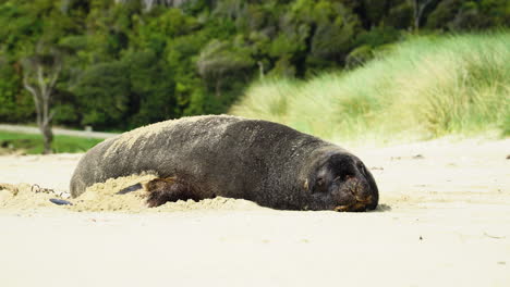 Sea-lion-on-the-shore-in-New-Zealand,-Parakanui