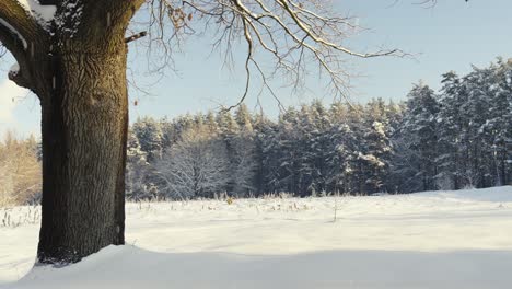 Verschneite-Winterlandschaft-Mit-Entspannendem-Schneefall-An-Einem-Sonnigen-Tag