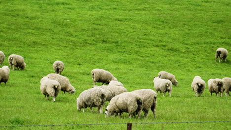 Close-up-gimbal-shot-of-sheep-roaming-around-greenfield-in-New-Zealand