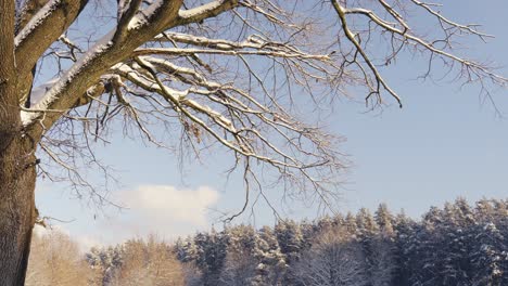Schöne-Aufnahme-Von-Schnee-Auf-Trockenem-Baum,-Während-Der-Wintersaison,-Riga