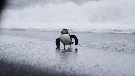 Cold-and-broken-lone-Atlantic-Puffin-bird-struggling-on-beach-with-waves