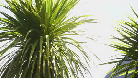 New-Zealand-cabbage-tree-,-leaves-blowing-in-the-wind