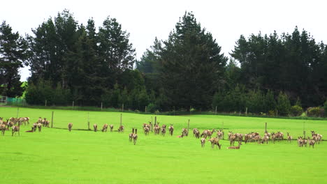Panning-right-in-a-fenced-field-full-of-red-deer-grazing-on-lush-green-grass