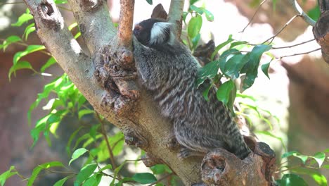 Close-up-shot-of-a-pregnant-mother-common-marmoset-spotted-resting-on-the-tree,-curiously-wondering-around-its-surrounding-environment-at-daytime