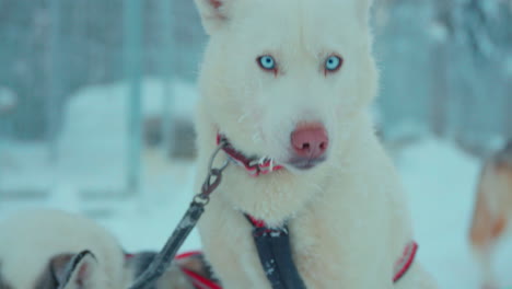 Weißer-Husky-führer-Vor-Hundeschlittenteam,-Entspannend-Im-Verschneiten-Schwedischen-Waldland