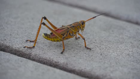 Large-grasshopper-walking-across-wooden-boards--Everglades-National-Park--Eastern-Lubber-Grasshopper