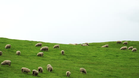 Herd-of-sheep-roaming-around
