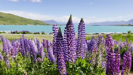 Colourful-lupin-flowers-along-the-shore-of-lake-Tekapo-waving-in-the-wind-in-slow-motion