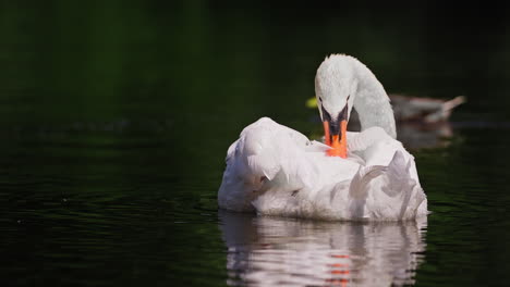 White-Mute-Swan-Preening-Cleaning-Feathers-At-Pond-while-Duck-Swims-Behind-in-slow-motion