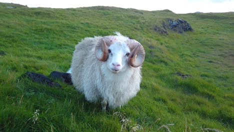 White-Icelandic-sheep-chewing-on-grass-watching-straight-into-the-camera-with-a-lush-green-meadow-on-the-mountain-slope