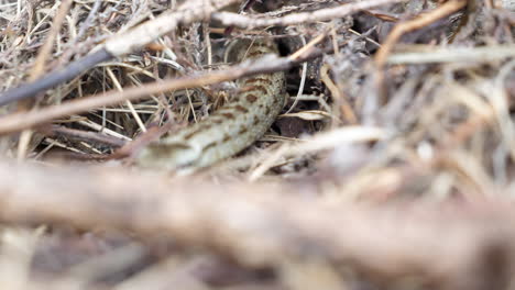 Close-up-gimbal-shot-of-snake-crawling-among-branches-and-dry-leaves