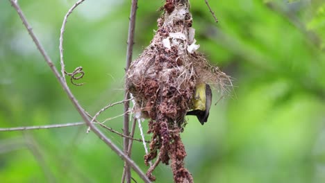 A-parent-bird-feeding-the-nestlings-then-flies-away,-Olive-backed-Sunbird-Cinnyris-jugularis,-Thailand