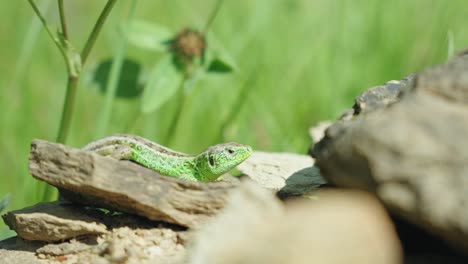 Green-Sand-Lizard-Resting-On-Rock-With-Blurred-Blackground-Of-Grass-And-Green-Plants