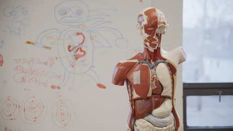 Anatomie-Statue-Im-Biologieunterricht-Der-High-School