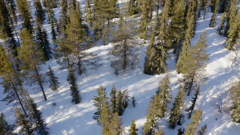 Aerial-view-tracking-snowmobile-travelling-between-Norbotten-alpine-woodland-forest-trees,-Arctic-circle