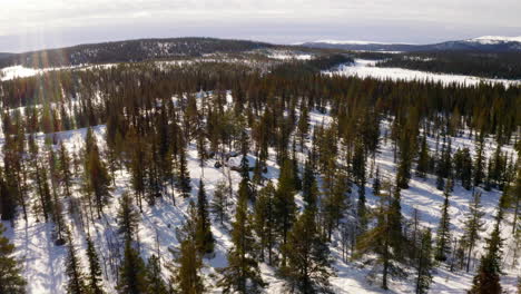 Small-cabin-surrounded-by-frozen-Norbotten-Swedish-alpine-forest-landscape,-aerial-orbiting-view